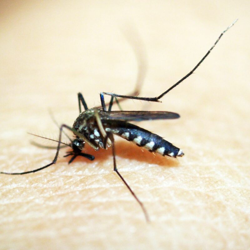When to seek medical care for a bug bite